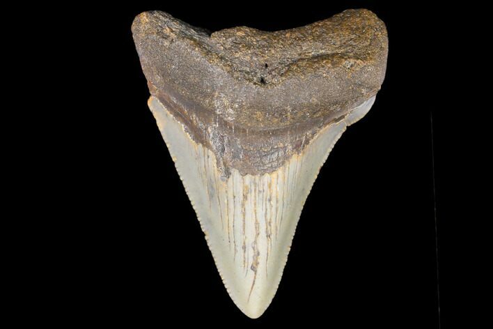 Juvenile Megalodon Tooth - North Carolina #147359